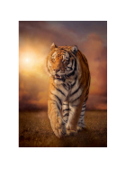 Puzzle Tiger, 1500 Teile