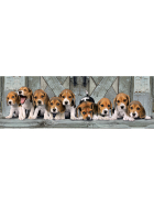 Puzzle Panorama Hunde Beagles, 1000 Teile