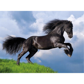 Puzzle black horse, 500 Teile