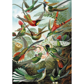 Puzzle Haeckel - Kolibris, 1000 Teile