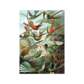 Puzzle Haeckel - Kolibris, 1000 Teile