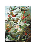 Puzzle Haeckel - Kolibris, 1000 Teile