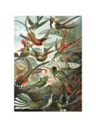 Puzzle Haeckel - Kolibris, 1000 Teile