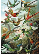 Puzzle Haeckel - Kolibris, 1000 Teile