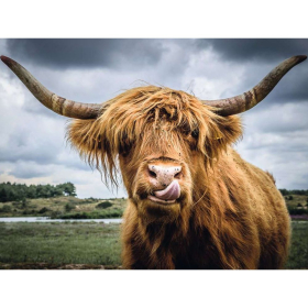 Puzzle Highland Cattle, 300 Teile