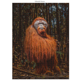 Ambassador Orang-Utan 1000 Teile (Donal Boyd)